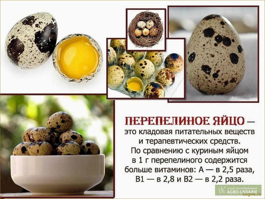 Перепелиные яйца — секрет здоровья и долголетия!