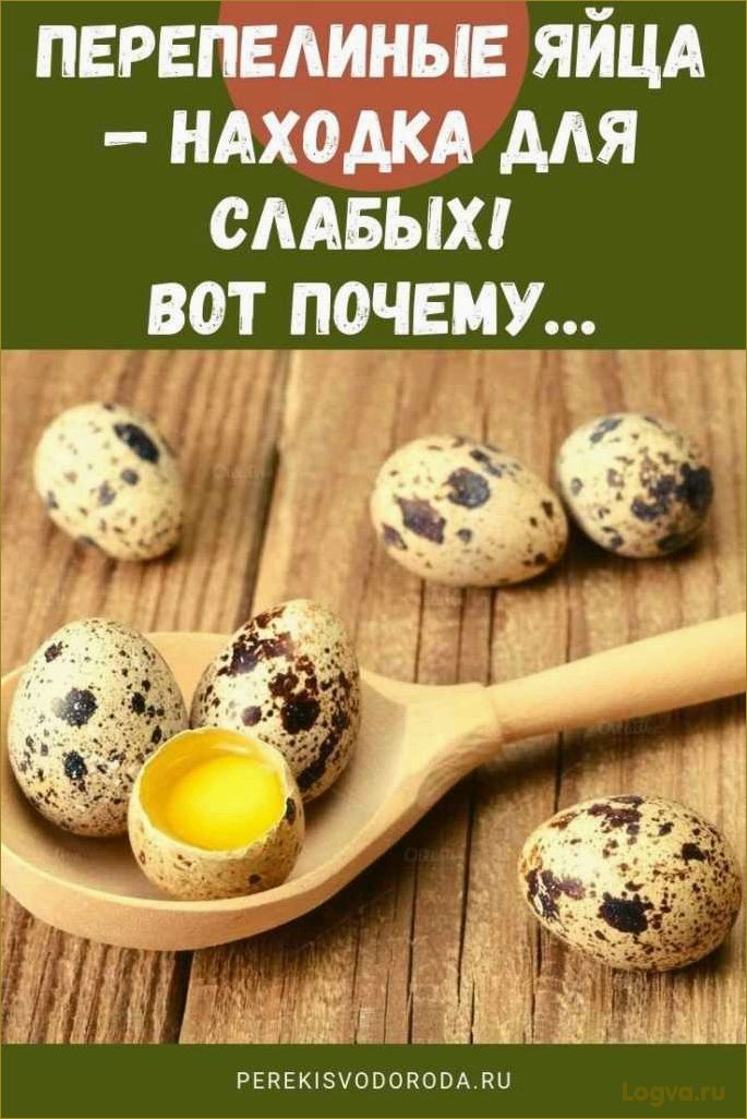 Перепелиные яйца — секрет здоровья и долголетия!