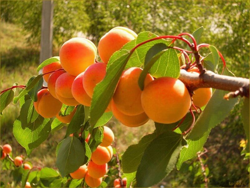 Абрикос — нежный плод лета