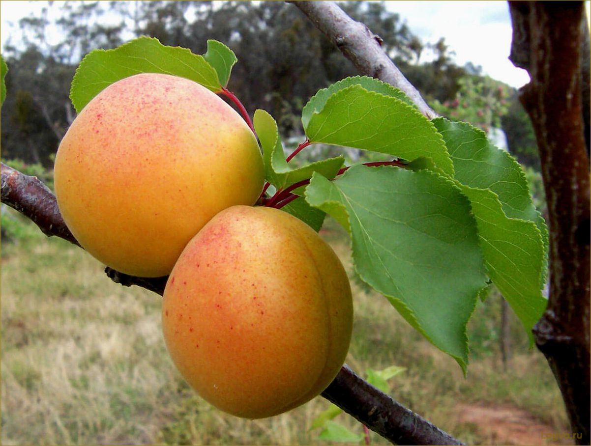 Абрикос — нежный плод лета