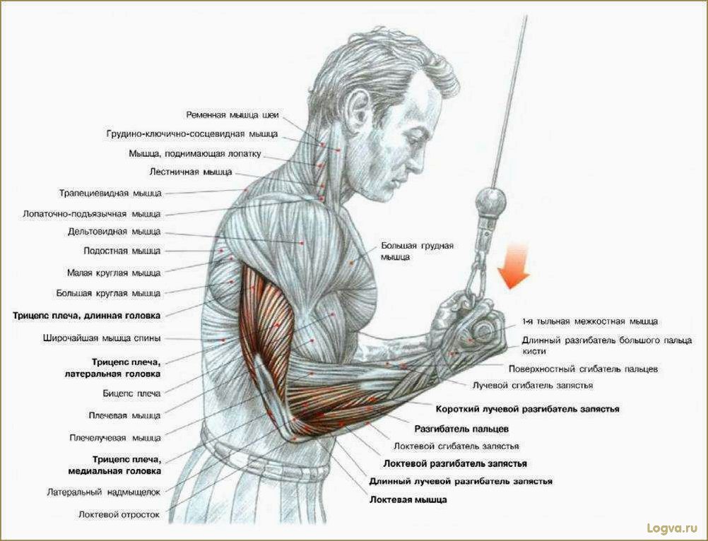 Как накачать трицепс и получить красивые руки