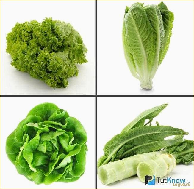 Листовой салат: виды и сорта, калорийность