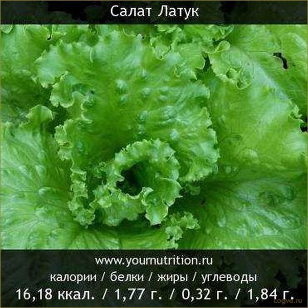 Листовой салат: виды и сорта, калорийность