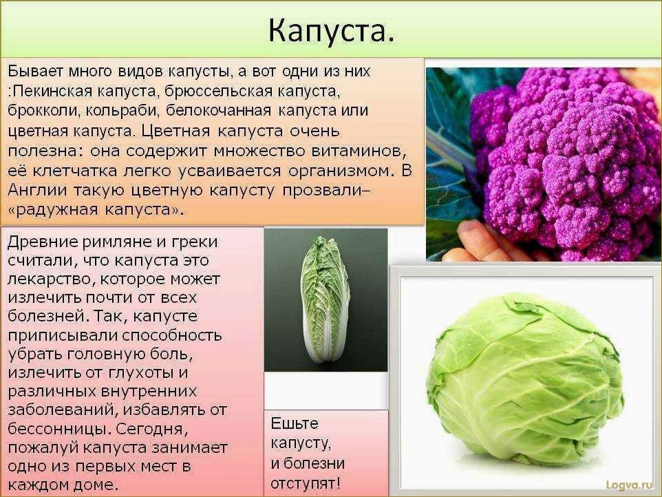 Капуста — полезный продукт для здоровья и красоты