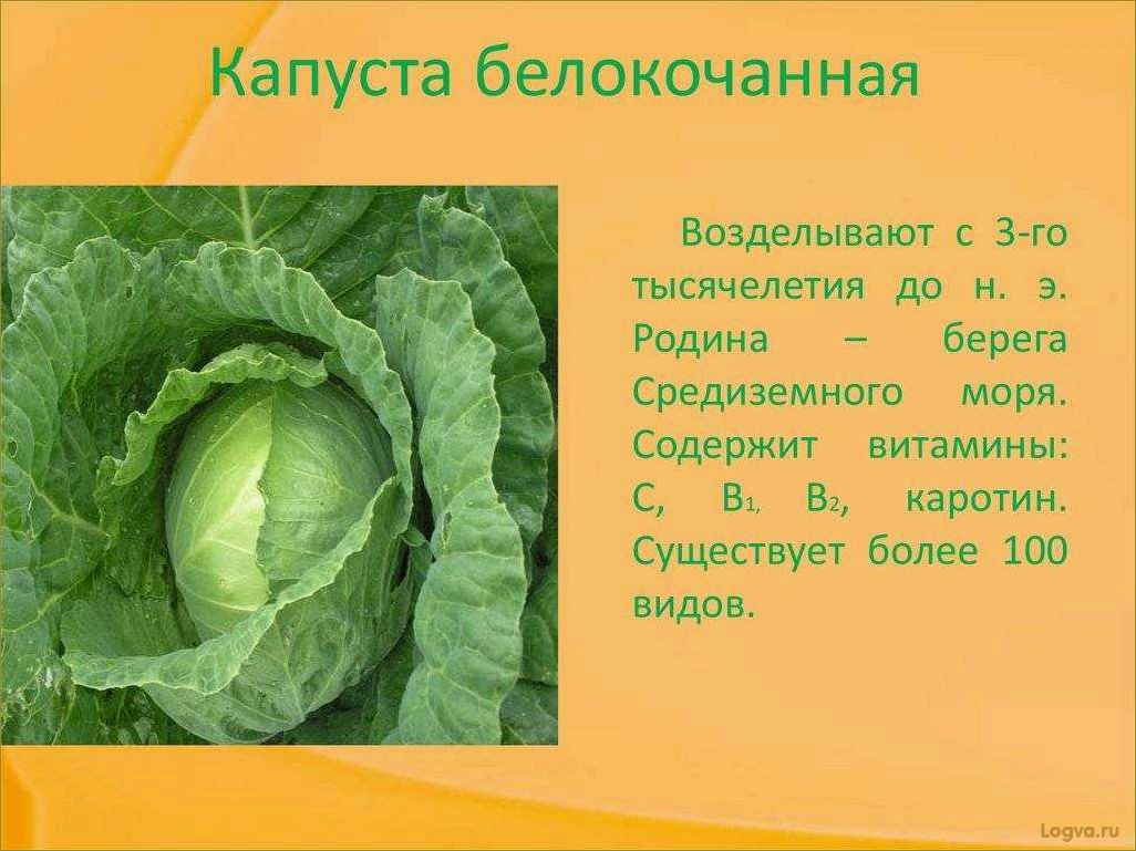 Капуста — полезный продукт для здоровья и красоты