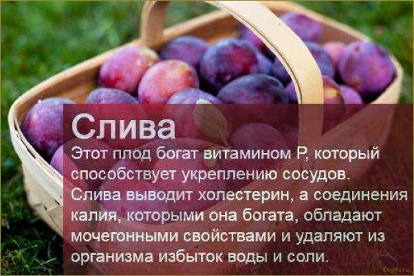 Слива: полезные свойства и калорийность. Польза сливы