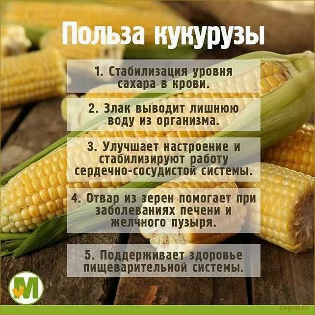 Кукуруза: полезные свойства, калорийность, консервированная кукуруза