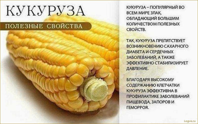 Кукуруза: полезные свойства, калорийность, консервированная кукуруза