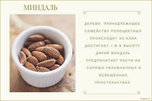 Полезные свойства миндаля