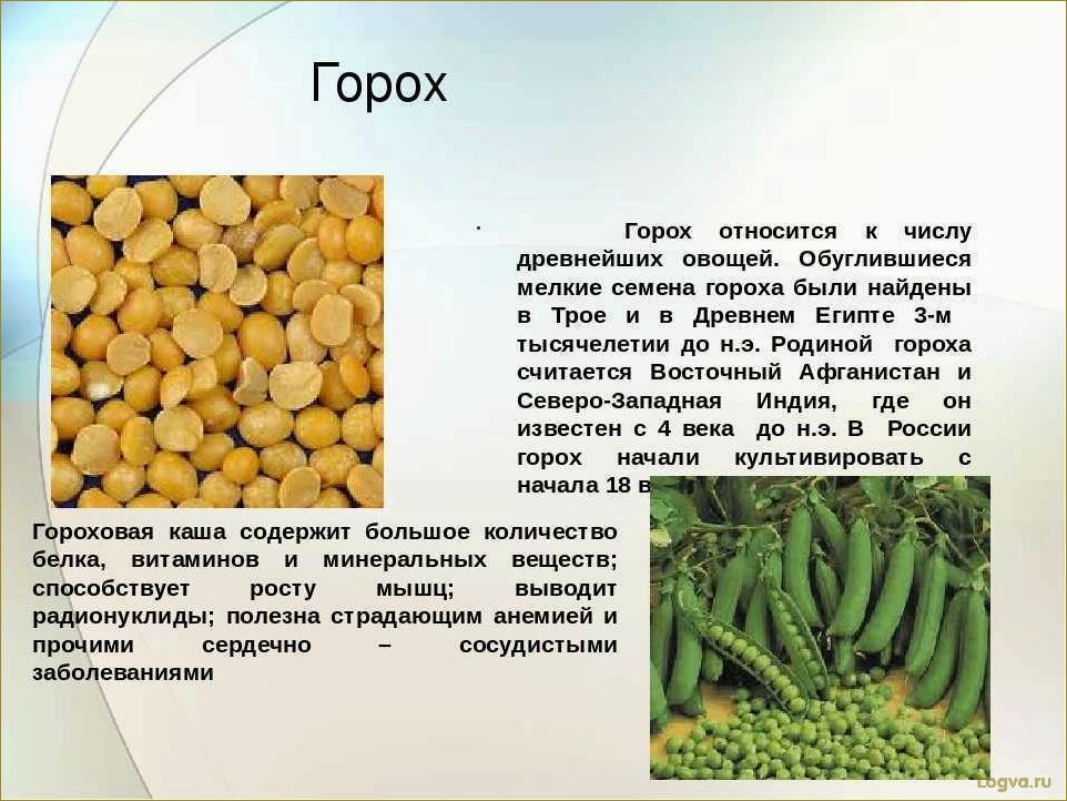 Полезные свойства гороха: отличный источник белка и витаминов