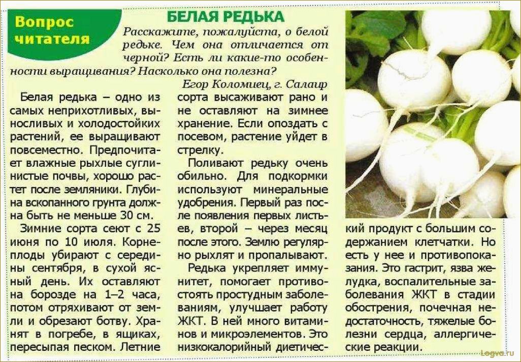 (редька, полезные, свойства, преимущества) Редька: полезные свойства и преимущества