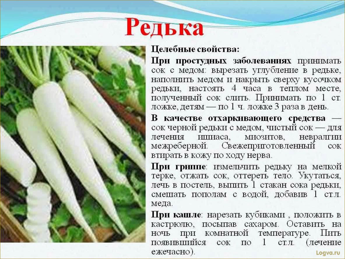 (редька, полезные, свойства, преимущества) Редька: полезные свойства и преимущества