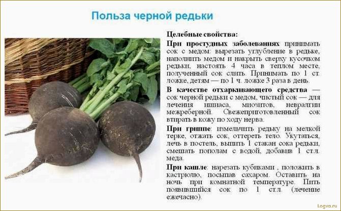 (редька, полезные, свойства, преимущества) Редька: полезные свойства и преимущества