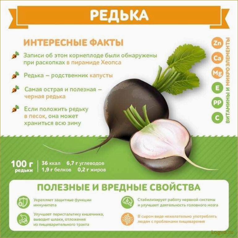 (редька, полезные, свойства, преимущества) Редька: полезные свойства и преимущества