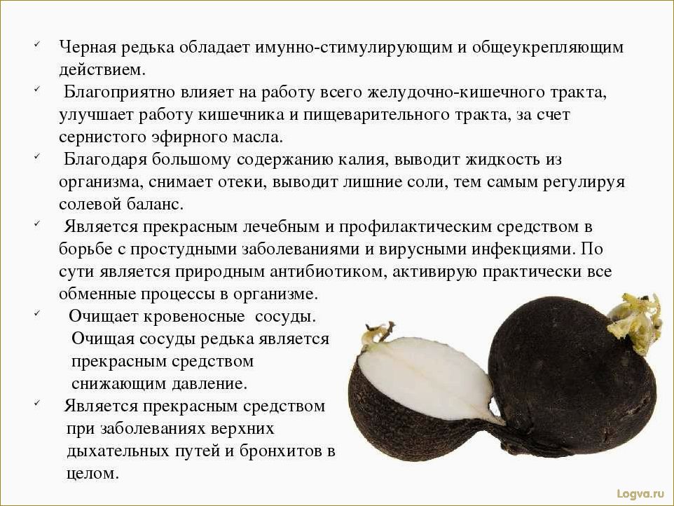 (редька, полезные, свойства, преимущества) Редька: полезные свойства и преимущества