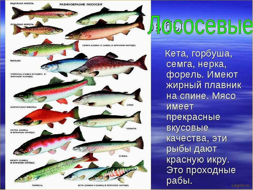 (отличаются, форель, семга, лосось) Чем отличаются форель, семга, лосось? Что лучше — форель или семга?