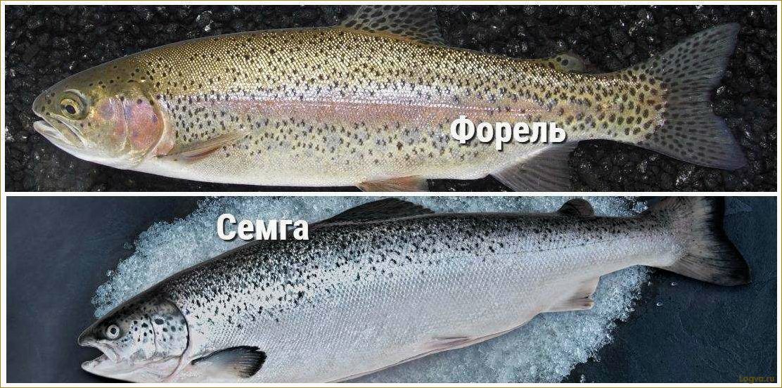 (отличаются, форель, семга, лосось) Чем отличаются форель, семга, лосось? Что лучше — форель или семга?