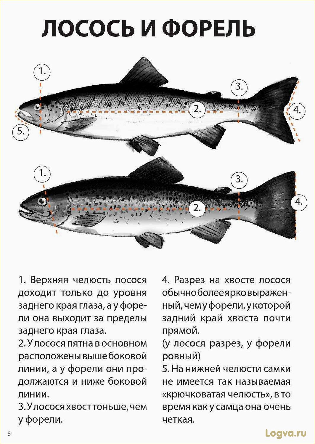 (отличаются, форель, семга, лосось) Чем отличаются форель, семга, лосось? Что лучше — форель или семга?