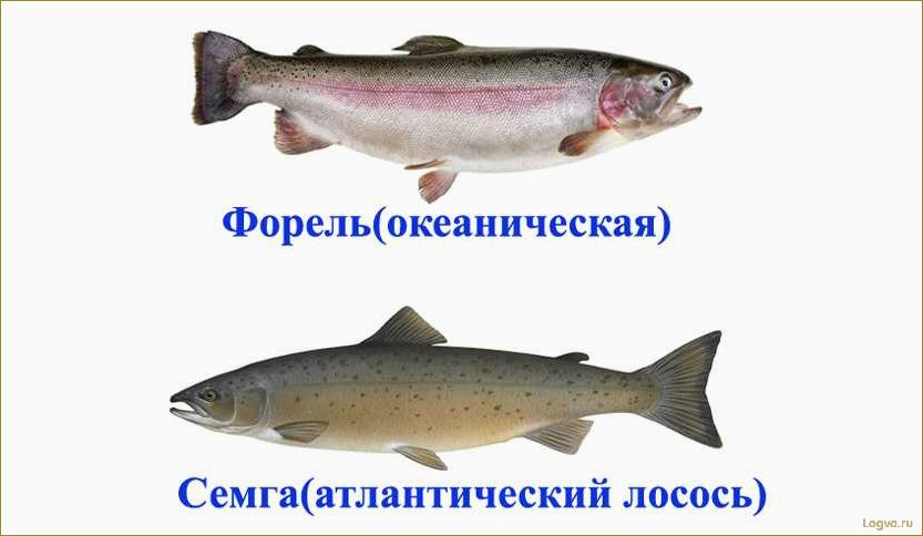 (отличаются, форель, семга, лосось) Чем отличаются форель, семга, лосось? Что лучше — форель или семга?