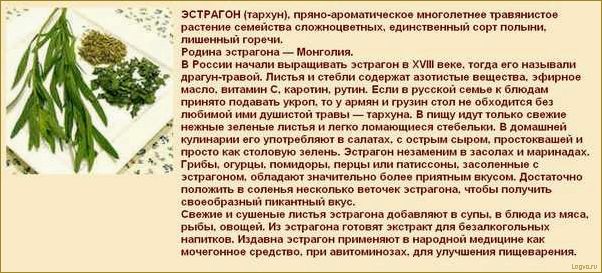 Польза и вкус эстрагона: свойства полыни, которая прекрасно украсит вашу кухню