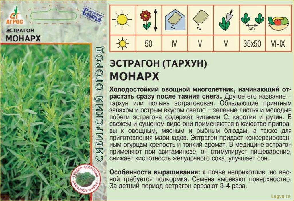 Польза и вкус эстрагона: свойства полыни, которая прекрасно украсит вашу кухню