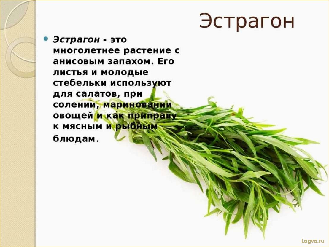 Польза и вкус эстрагона: свойства полыни, которая прекрасно украсит вашу кухню