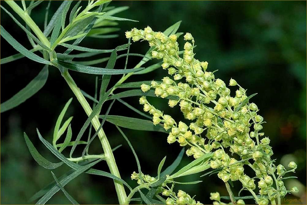 Польза и вкус эстрагона: свойства полыни, которая прекрасно украсит вашу кухню