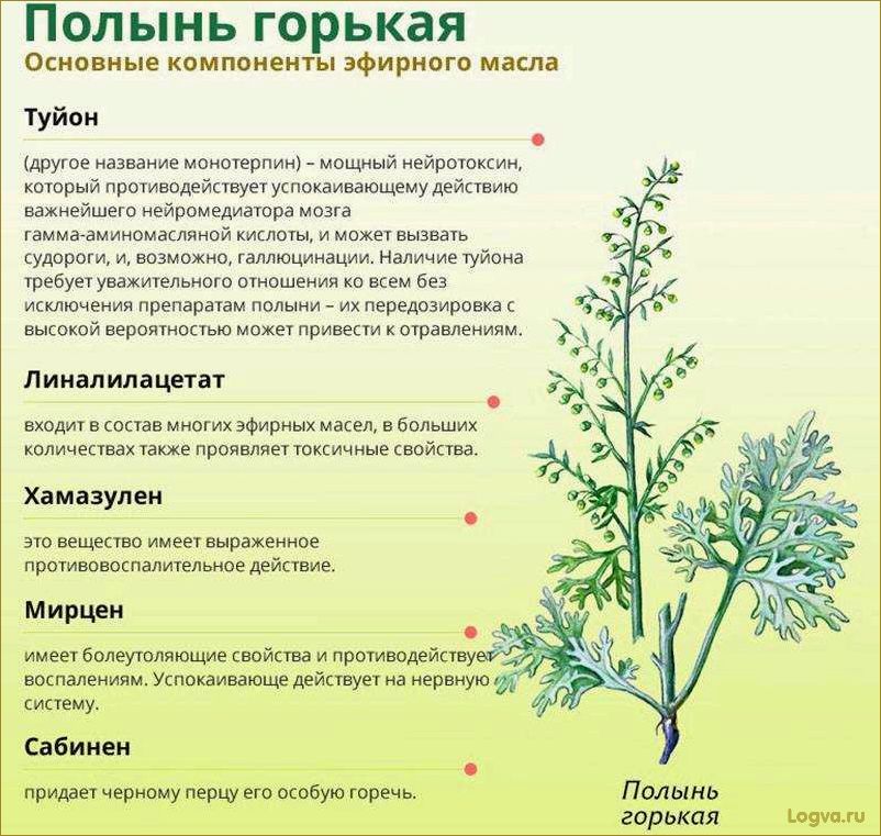 Польза и вкус эстрагона: свойства полыни, которая прекрасно украсит вашу кухню