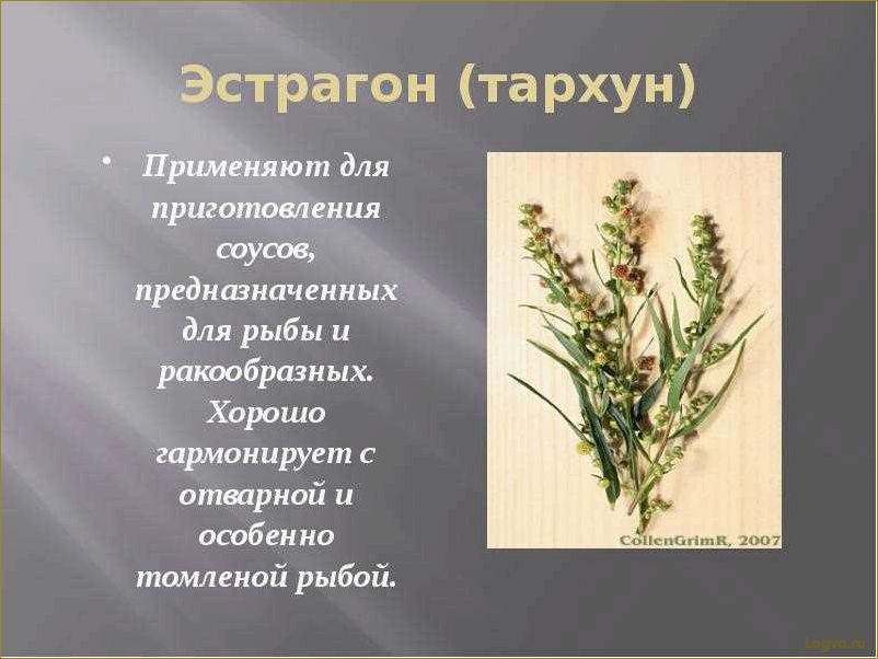 Польза и вкус эстрагона: свойства полыни, которая прекрасно украсит вашу кухню