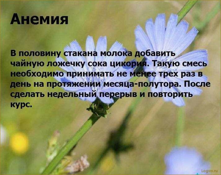 Цикорий и его полезные свойства