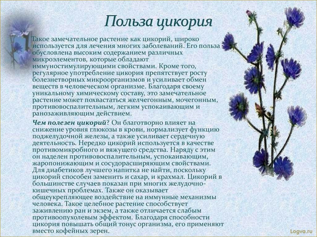 Цикорий и его полезные свойства