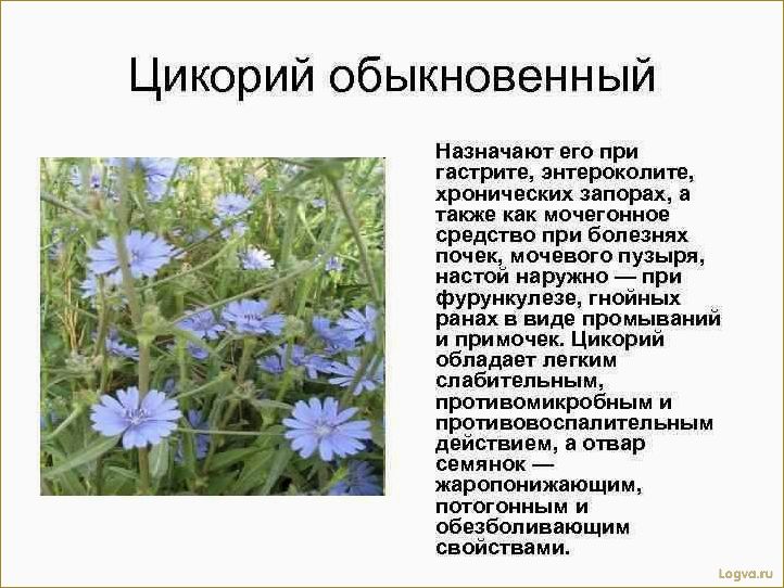 Цикорий и его полезные свойства