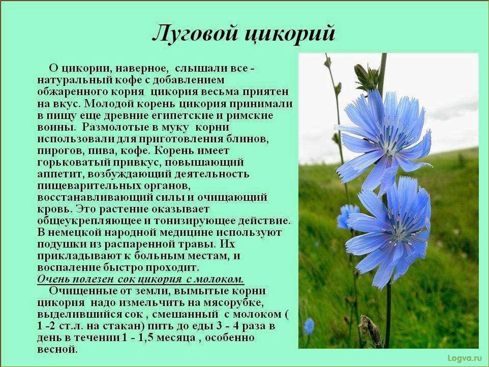 Цикорий и его полезные свойства