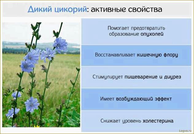 Цикорий и его полезные свойства