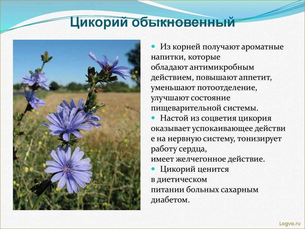 Цикорий и его полезные свойства