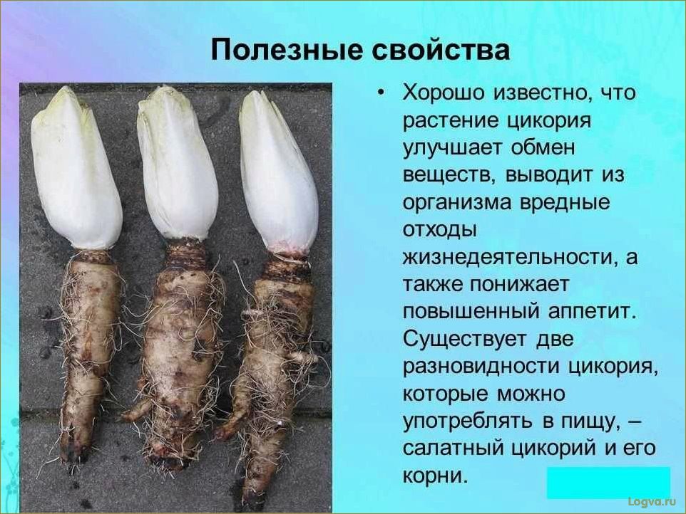 Цикорий и его полезные свойства