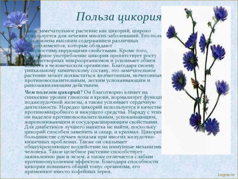 Цикорий и его полезные свойства