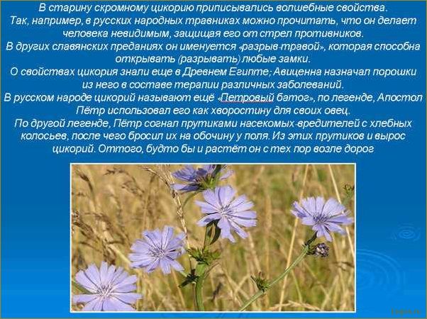 Цикорий и его полезные свойства
