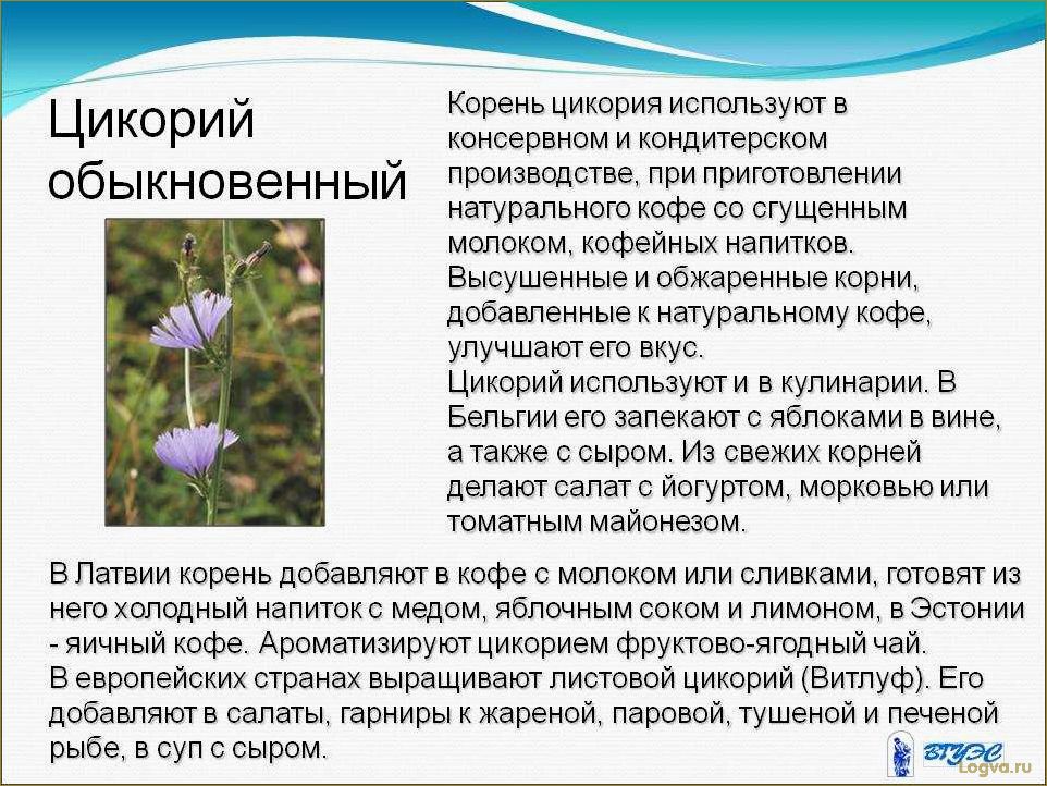 Цикорий и его полезные свойства