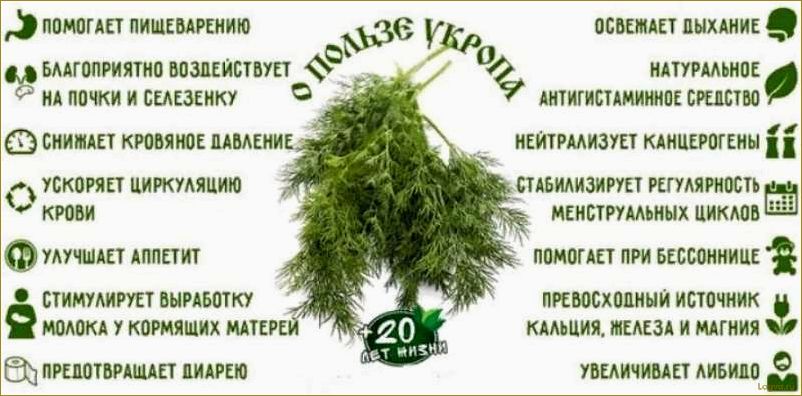 Укроп. Зелень здоровья