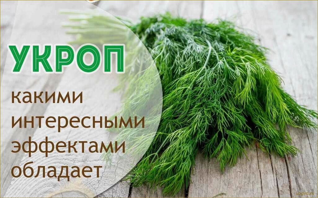 Укроп. Зелень здоровья