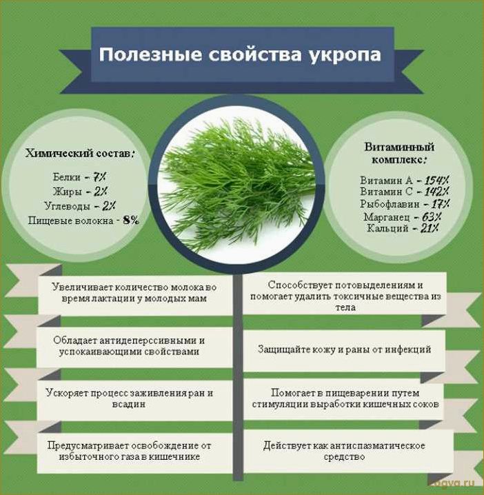 Укроп. Зелень здоровья