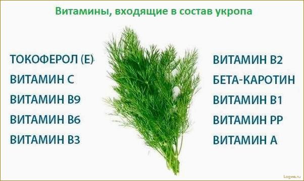 Укроп. Зелень здоровья