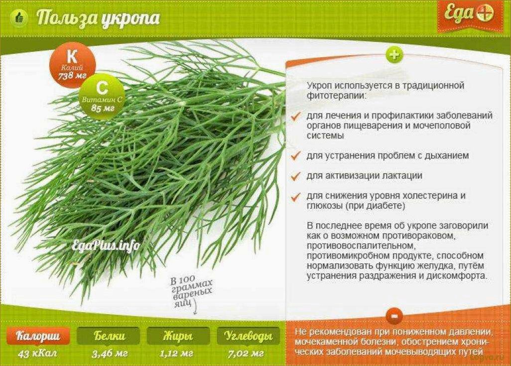 Укроп. Зелень здоровья
