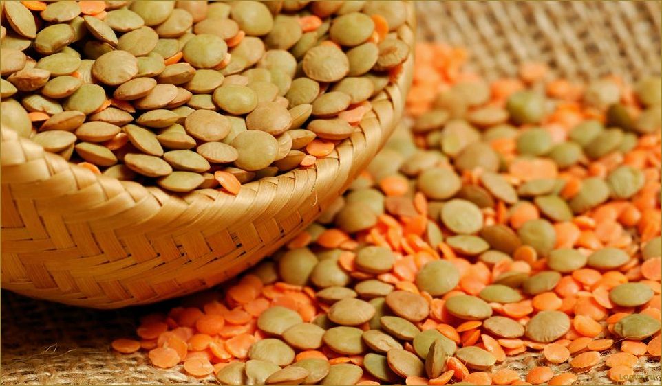 Царица Чечевица: вкусные и полезные рецепты блюд с чечевицей