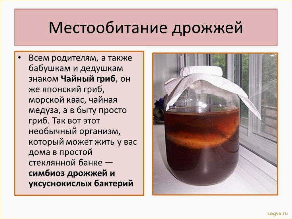 Чайный гриб для похудения