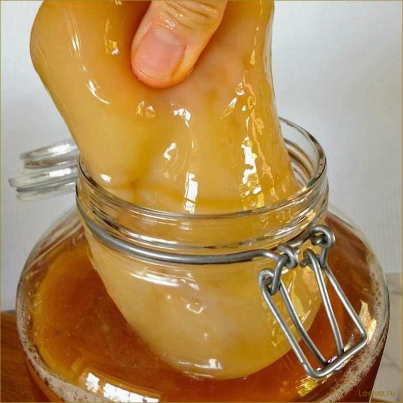 Чайный гриб для похудения