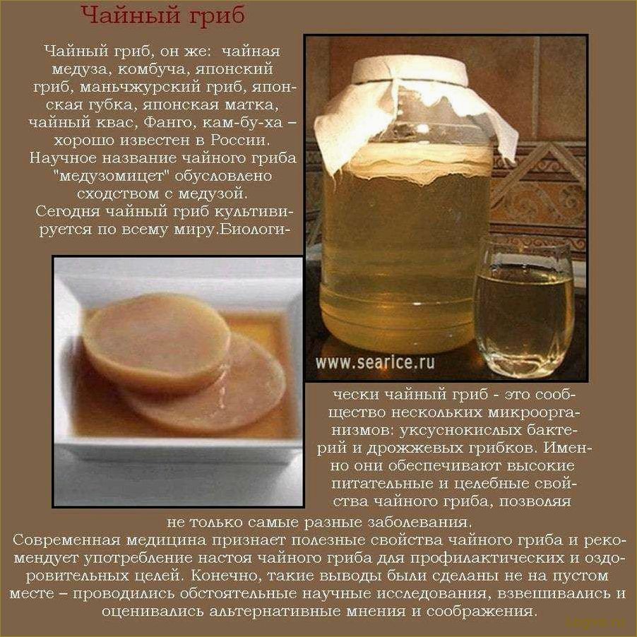 Чайный гриб для похудения