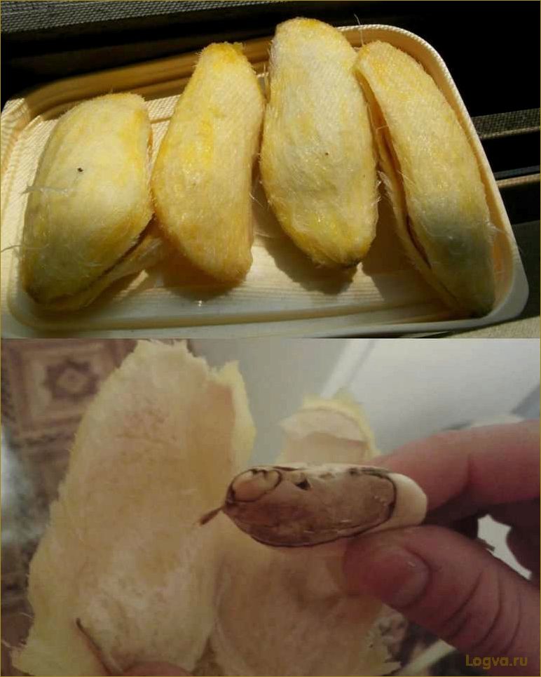 (фрукт, манго, полезные, свойства, правильно) Фрукт манго: полезные свойства. Как правильно есть манго и можно ли есть косточку?