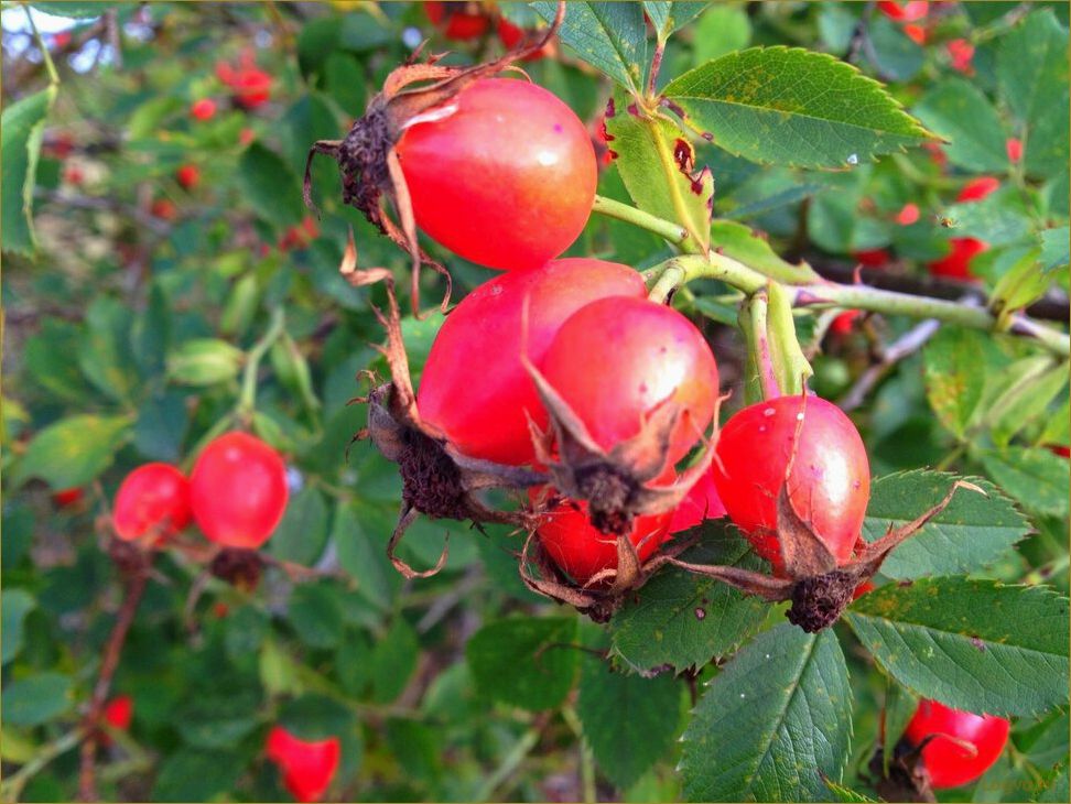 (шиповник, дикая, роза) Шиповник: дикая роза